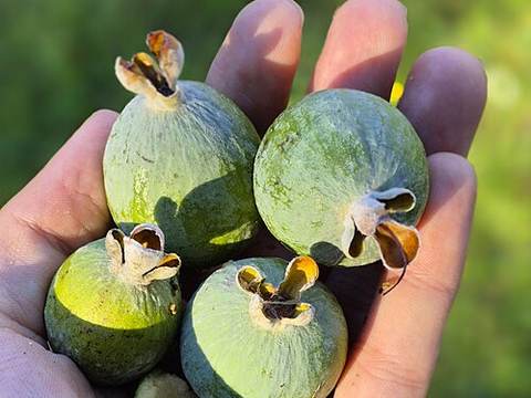 Feijoa