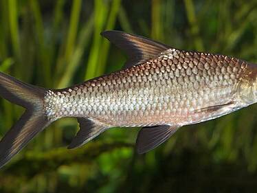 Grilled fish