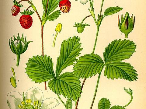 Wild strawberries