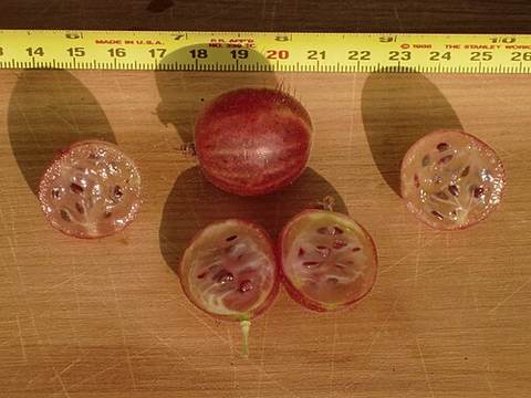 Gooseberries