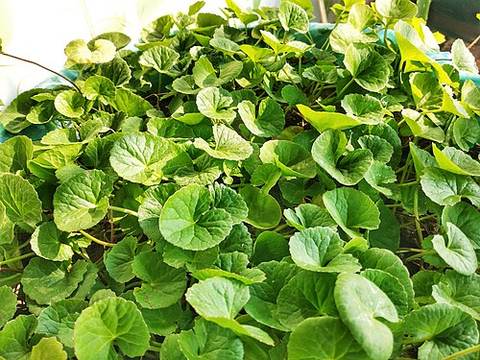 Gotu kola sambola