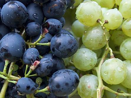 Grapes