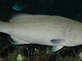 Grouper fingers