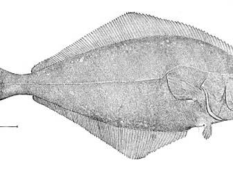 Halibut