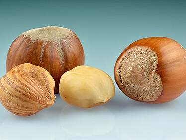 Hazelnuts