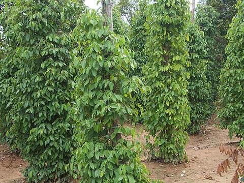Kampot pepper