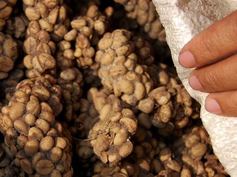 Kopi luwak