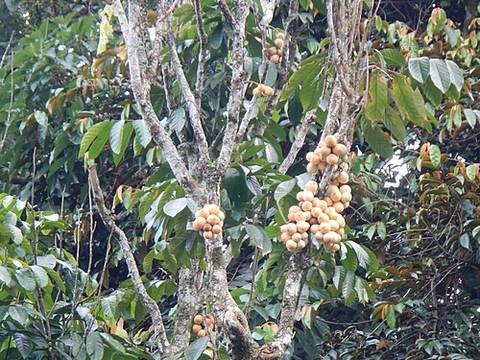 Lanzones