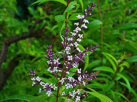 Tisane de verveine