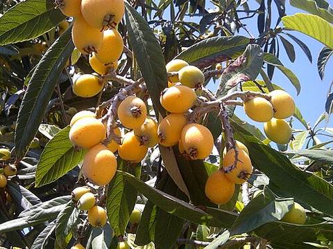 Loquat