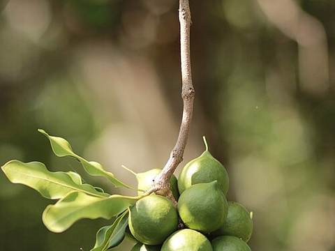Macadamia nuts