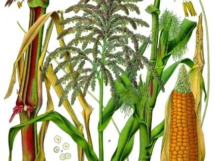Corn on the cob