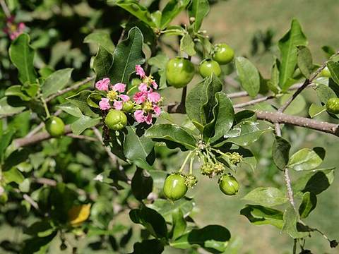 Barbados cherry