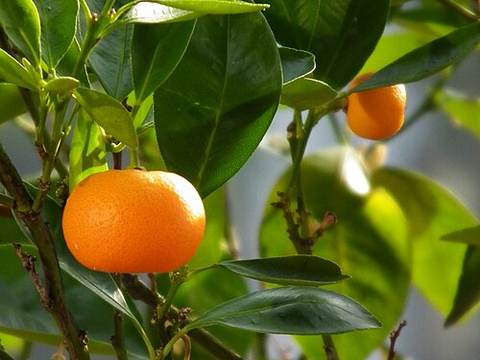 Mandarin orange