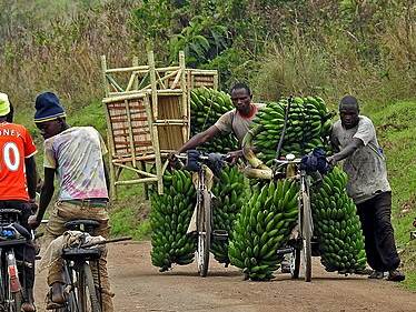 Matoke bananas
