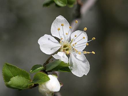 Mirabelle plums