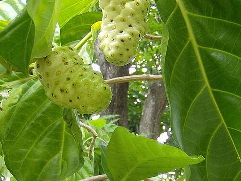 Noni juice