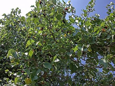 Mulberries