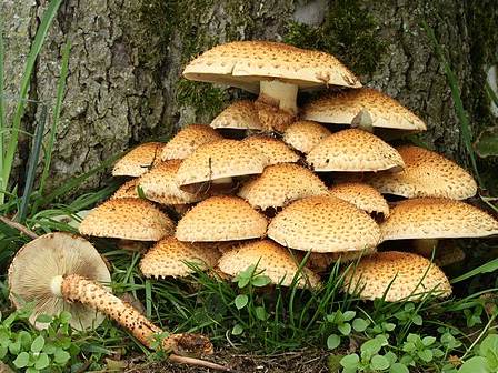 Mushrooms