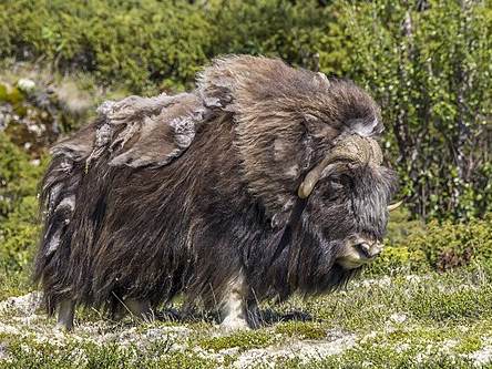 Musk ox