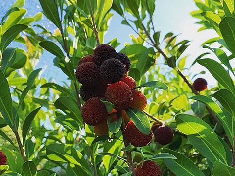 Chinese bayberry