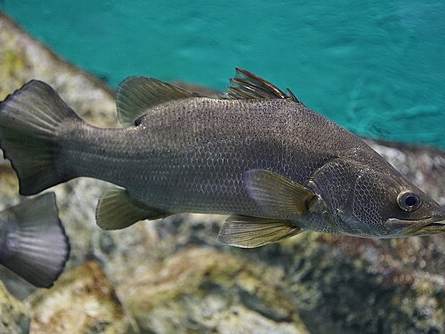 Nile fish