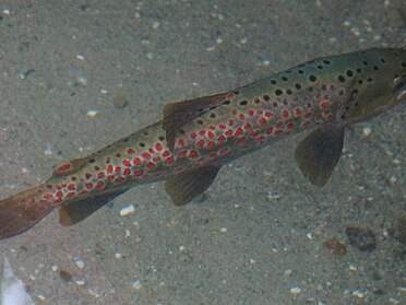 Ohrid trout