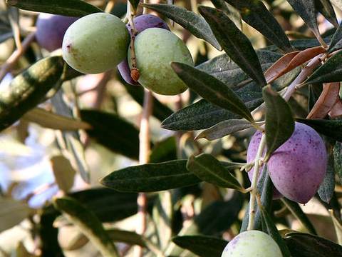 Olives