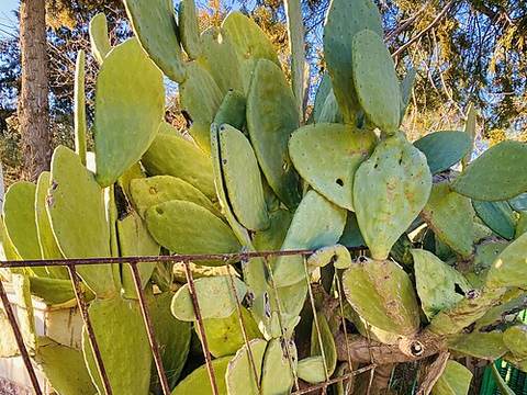 Prickly pears
