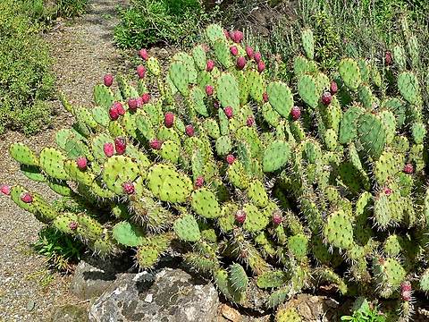 Prickly pear