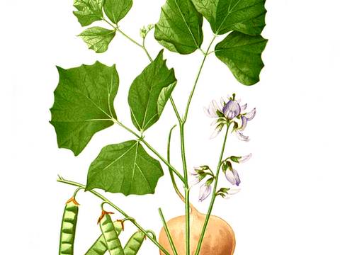 Jicama