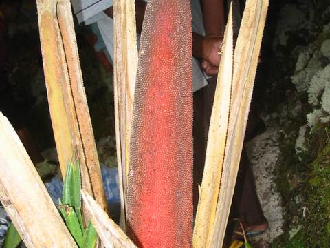 Pandanus fruit