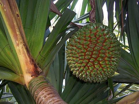 Pandanus
