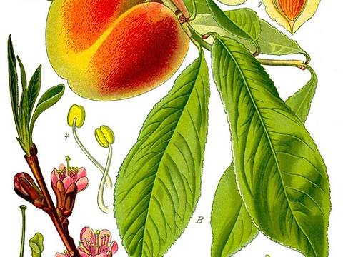 Peach