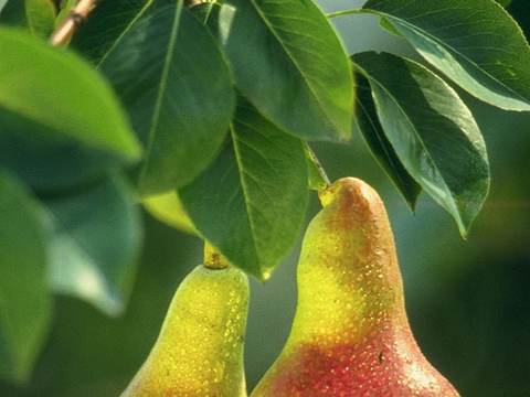 Pears