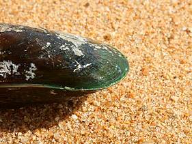 Green-lipped mussels