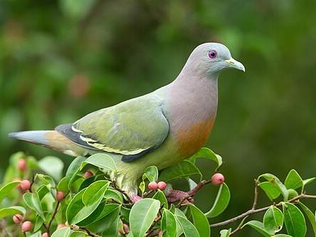 Roasted pigeon