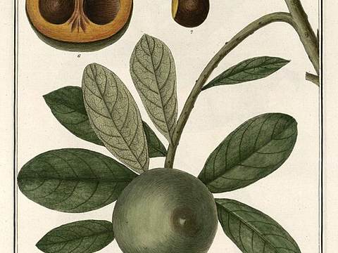 Lucuma