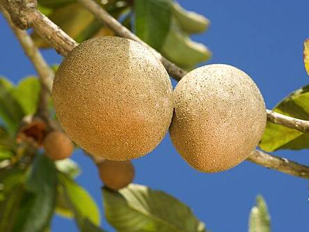 Mamey