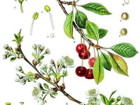 Sour cherries