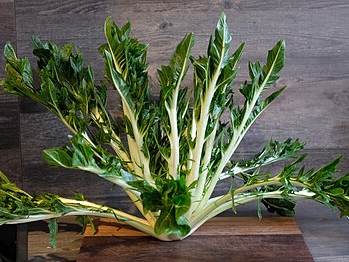 Puntarelle