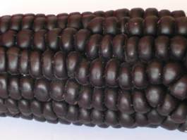 Purple corn