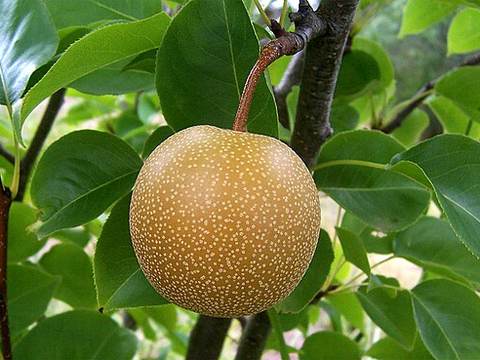 Nashi pear