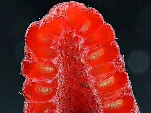 Raspberries