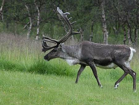 Reindeer stew