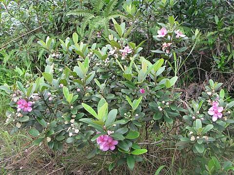 Guavaberry