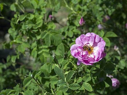 Taif roses