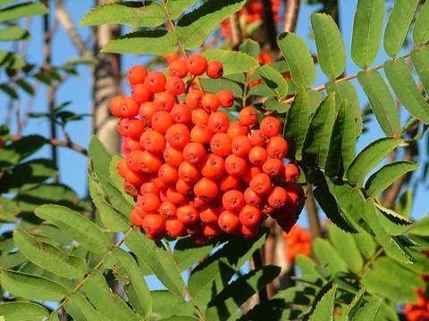 Rowan berries