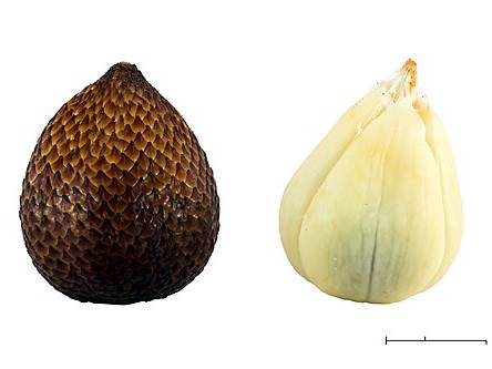 Salak