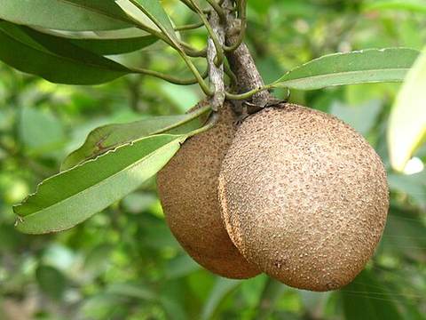 Sapodilla
